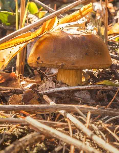 Ciuperci Poloneze Imleria Badia Pădurea Toamnă — Fotografie, imagine de stoc