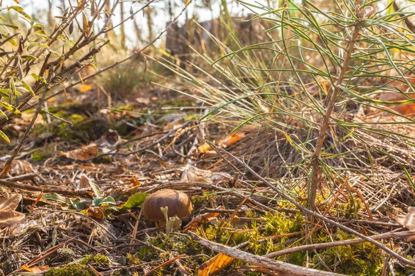 Polnischer Pilz Imleria Badia Herbstwald — Stockfoto