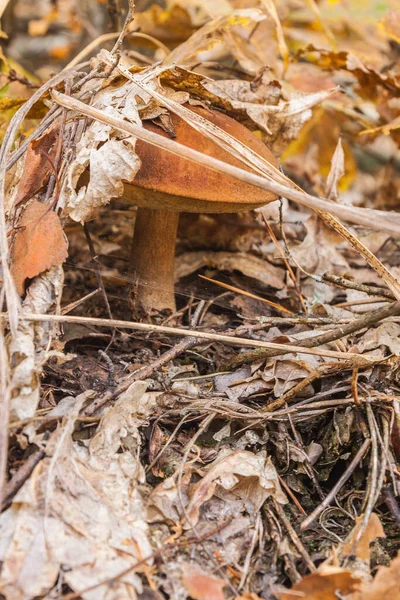 Seta Polaca Imleria Badia Bosque Día Soleado Otoño — Foto de Stock