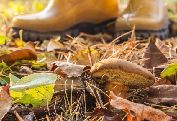 Fungo Polacco Imleria Badia Sullo Sfondo Stivali Gialli Raccoglitore Funghi — Foto Stock