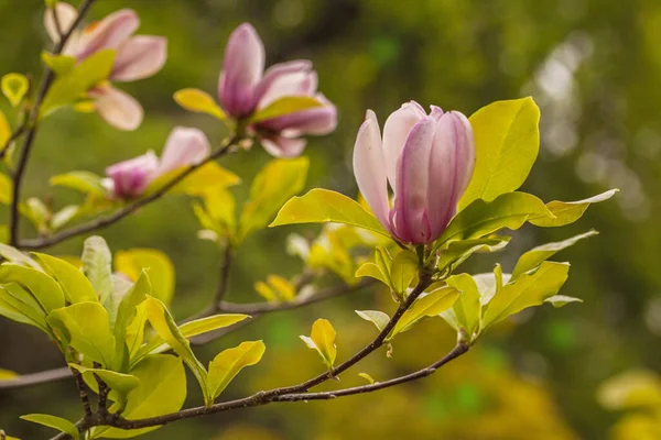 Blommande Gren Magnolia Magnolia Soulangeana Suddig Bakgrund Grã Trã — Stockfoto