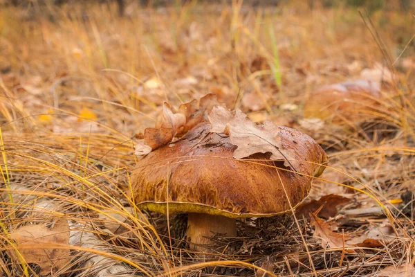 Polish Mushroom Imleria Badia Autumn Forest — Stock Photo, Image