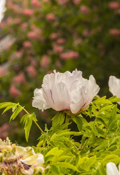 Blossoms White Peeonia Bulanık Yeşil Arka Planda Anastasia Sosnowiec Çeşitliliği — Stok fotoğraf