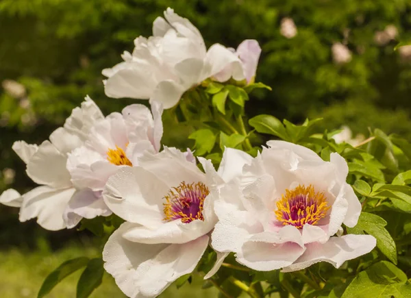 Bloeit Witte Paeonia Suffruticosa Met Druppels Dauw — Stockfoto