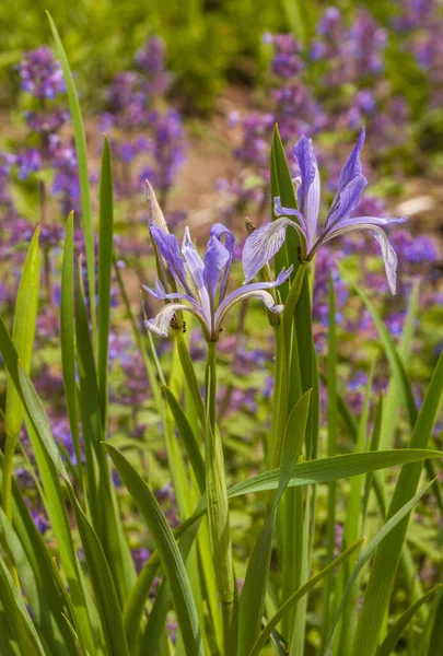 Mengalir Dari Iris Belanda Pada Bunga Musim Semi — Stok Foto