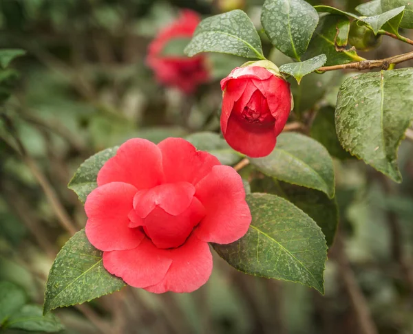 Şubat Ayında Serada Çifte Kırmızı Kamelya Çiçeği — Stok fotoğraf