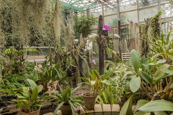 Invernadero Con Diferentes Tipos Orquídeas Florecientes — Foto de Stock