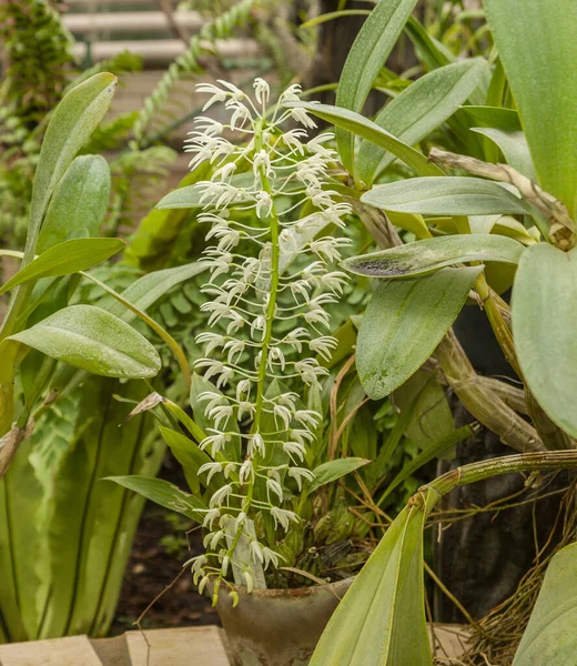 Floração Dendrobium Falcorostrum Estufa — Fotografia de Stock