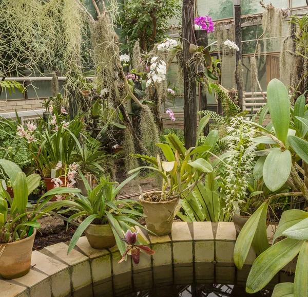 Invernadero Con Orquídeas Florecientes Una Forma Híbrida Paphiopedilum — Foto de Stock