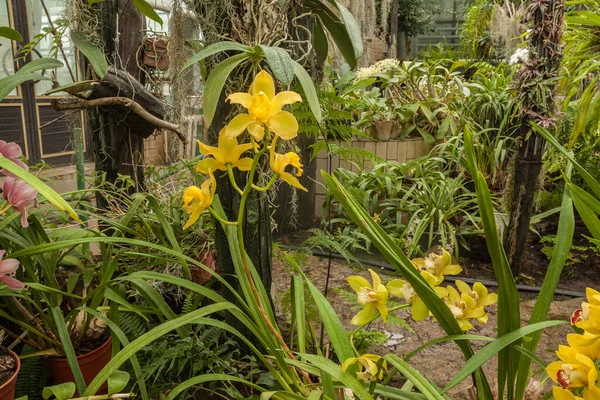 Gele Cattleya Tussen Bladeren Van Een Varen Botanische Tuin Van — Stockfoto