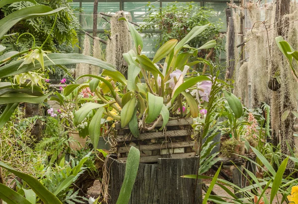 Orquídea Cattleya Floreciendo Invernadero — Foto de Stock