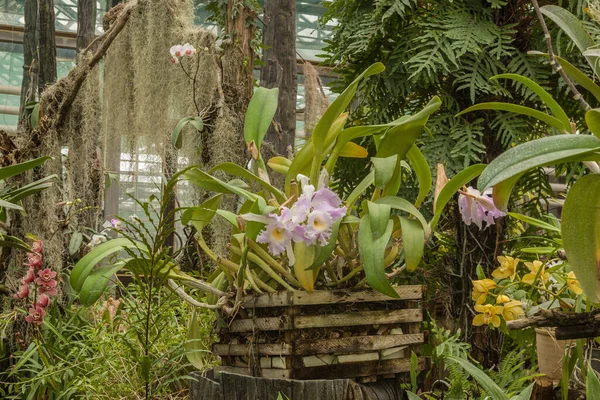 Orquídea Cattleya Floreciendo Invernadero — Foto de Stock