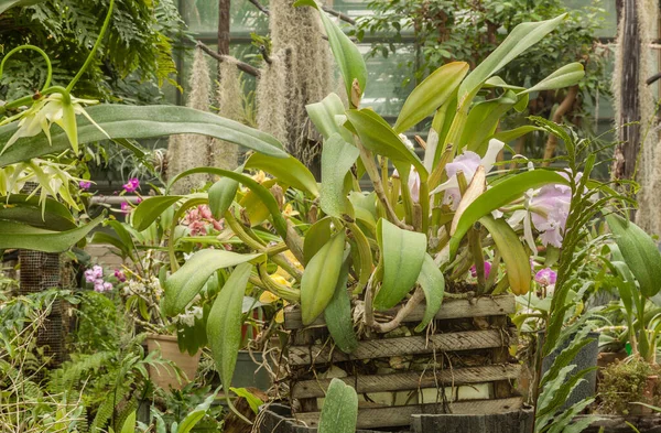 Orquídea Cattleya Floreciendo Invernadero — Foto de Stock