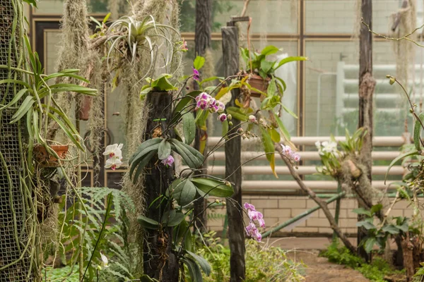 温室内でのハナショウブの開花 — ストック写真