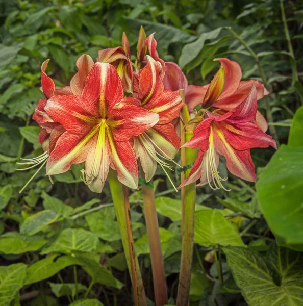 Pink Hippeastrum Κάτω Από Τροπικά Φυτά Στο Θερμοκήπιο — Φωτογραφία Αρχείου