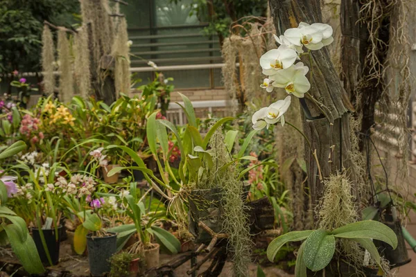 Invernadero Con Orquídeas Primer Plano Phalaenopsis Híbrido — Foto de Stock