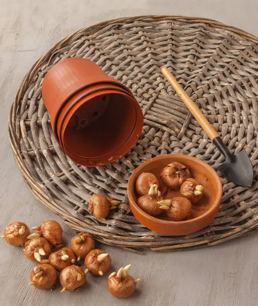 Krokuszwiebeln Die Winter Zur Zwangsblüte Die Töpfe Gepflanzt Werden Flache — Stockfoto