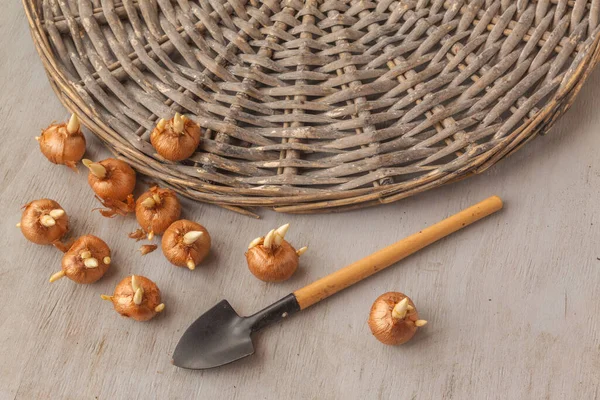 Krokuszwiebeln Und Schaufel Auf Einem Grauen Tisch Flache Lage — Stockfoto