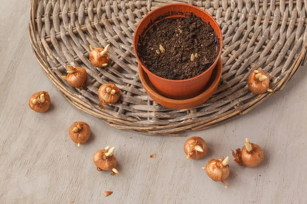 Kışın Çömleğe Zorla Çiçek Açtırmak Için Ekilmiş Kraker Soğanları Düz — Stok fotoğraf
