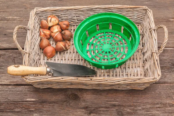 Tulpen Bollen Tuinschep Bolvormige Mand Houten Tafel Voor Het Planten — Stockfoto