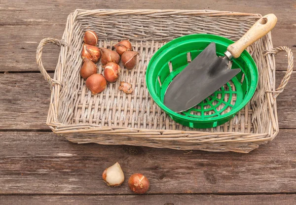 Tulips Bulbs Garden Shovel Bulbous Basket Wooden Table Planting Fall — Stock Photo, Image