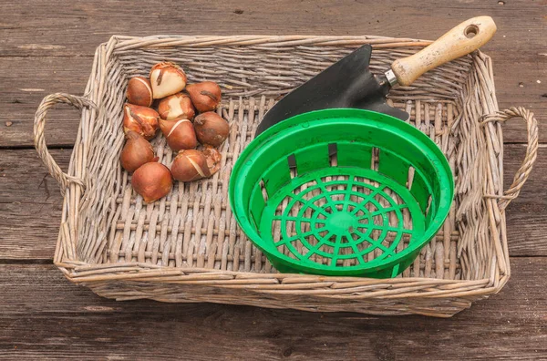 Tulpenzwiebeln Gartenschaufel Und Zwiebelkorb Auf Holztisch — Stockfoto