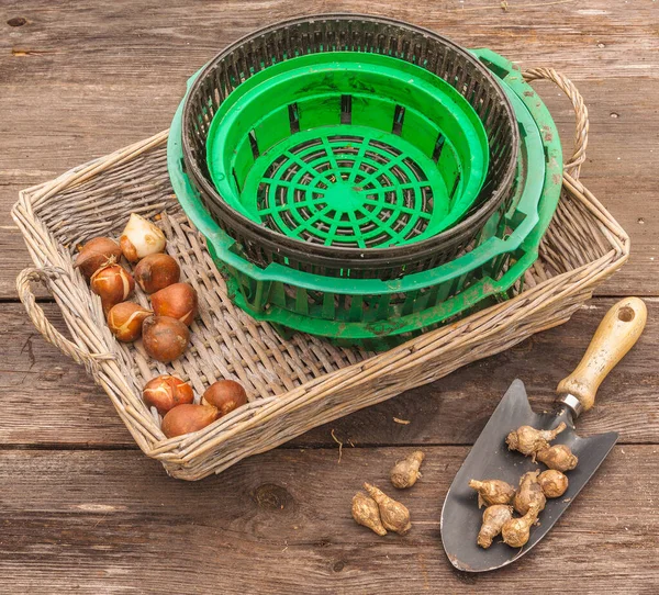 Bulbs Tulips Leucojum Garden Shovel Bulbous Basket Wooden Table — Stock Photo, Image