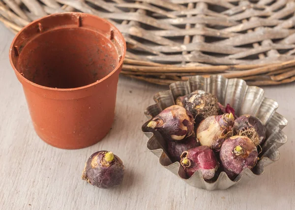 Zwiebelscilla Und Pflanztopf Für Erzwungene Blüte — Stockfoto