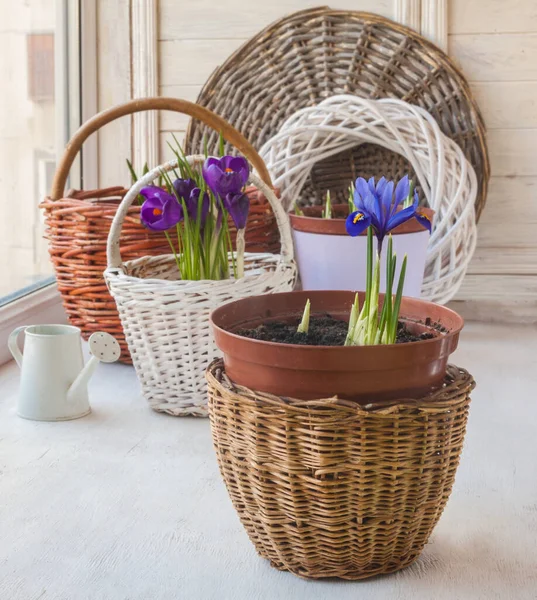 Blossoming Iridodictyum Crocuses Baskets Watering Can Balcony Window Winter — Stock Photo, Image