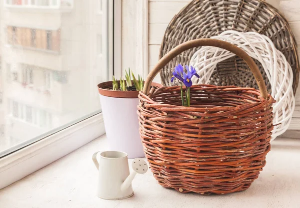 Bloeiende Iridodictyum Manden Gieter Het Balkon Venster Winter — Stockfoto