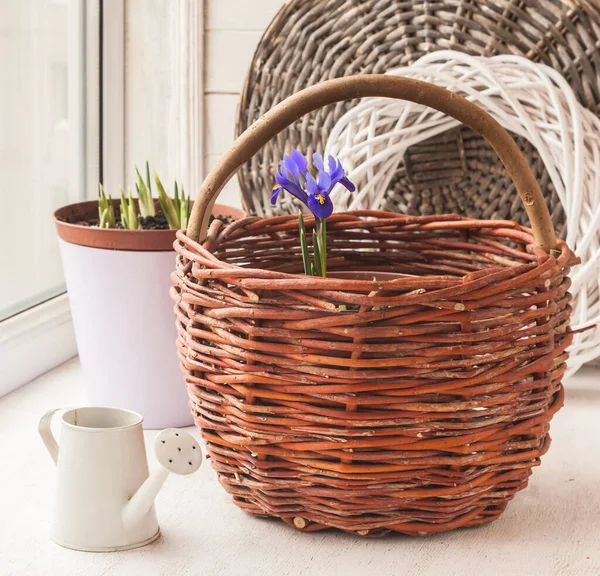 Blühendes Iridodictyum Körben Und Gießkanne Balkonfenster Winter — Stockfoto