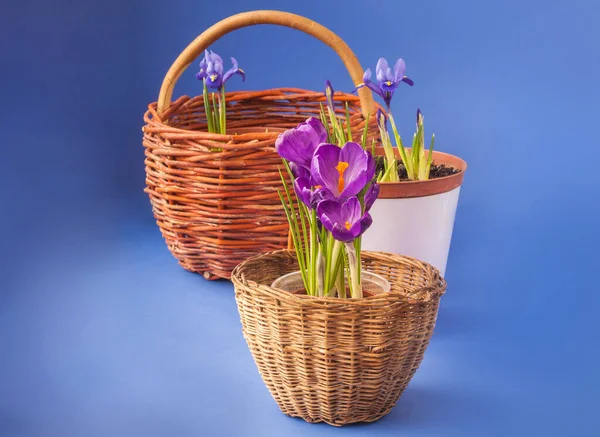 Koyu Mavi Arka Planda Sepetlerde Çiçek Açan Crocus Iridodictyum — Stok fotoğraf