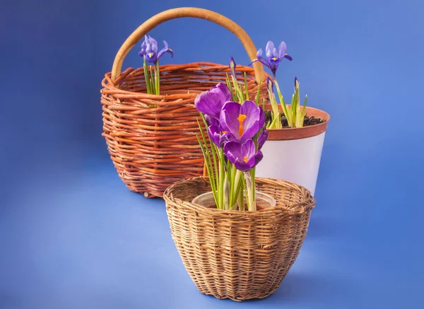 Crochi Fiore Iridodictyum Cestini Fondo Blu Scuro — Foto Stock