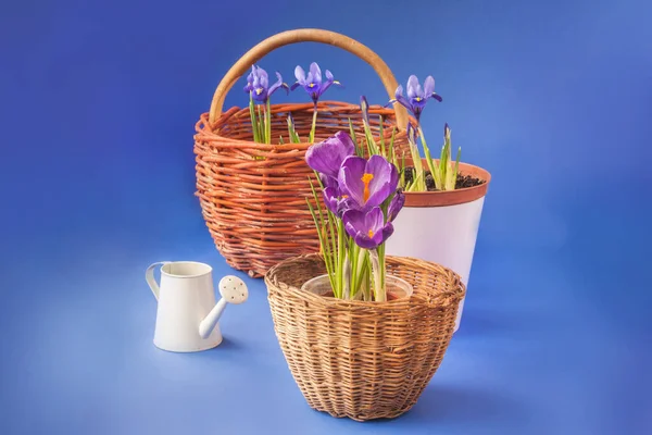 Blossoming Crocuses Iridodictyum Baskets Watering Can Blue Background — Stock Photo, Image