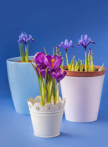 濃い青の背景にプラスチック製のポットに咲くクロッカスとイリドジクトゥム — ストック写真