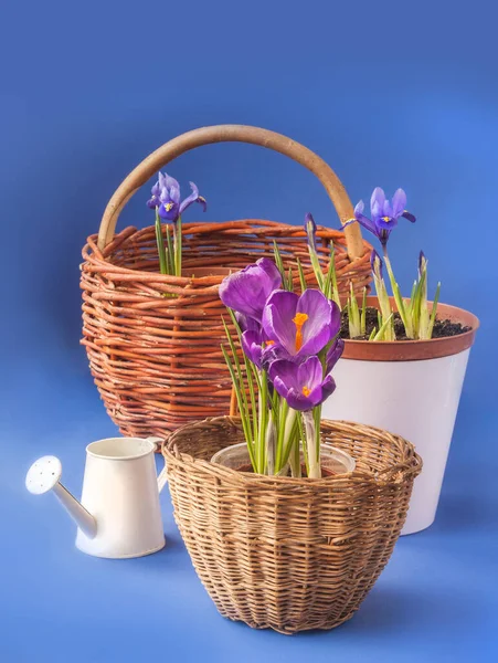 Mavi Arka Planda Çiçek Açan Crocuses Iridodictyum Sepetleri Sulama Kutusu — Stok fotoğraf