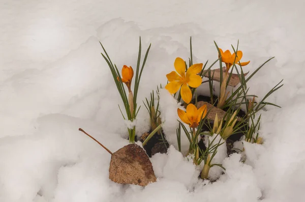 Grupo Crocos Amarelos Após Queda Neve — Fotografia de Stock