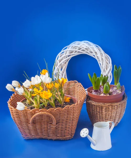 Baskets Crocuses Hyacinth Blue Background — Stock Photo, Image