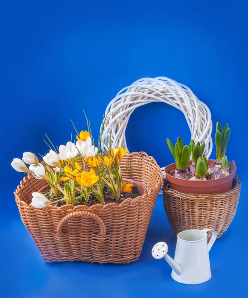 Cestas Com Crocos Jacinto Fundo Azul — Fotografia de Stock