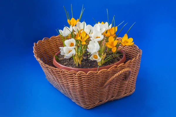 Korg Med Blommande Vita Och Gula Krokusar Blå Bakgrund — Stockfoto