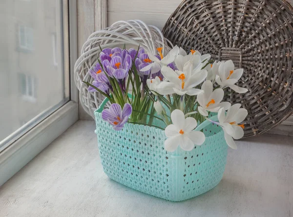 Crocus Blancs Rayés Fleuris Dans Panier Plastique Sur Fenêtre Hiver — Photo