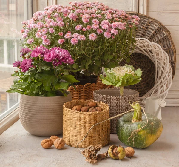 Frutta Guscio Zucca Zucca Decorativa Uno Sfondo Cespugli Crisantemi Vaso — Foto Stock