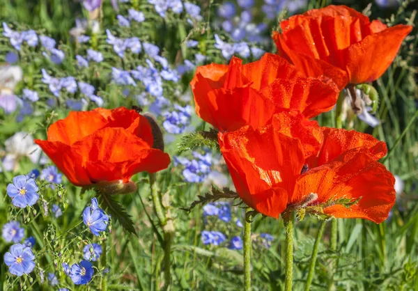 Flower bed with blue decorative linen (Linum perenne) and Papaver orientale (Oriental poppy) The contrasting color combination of color on a bed