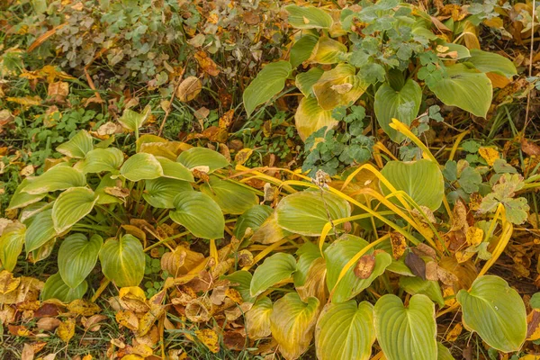 Hosta Hemerocallis Coberto Com Folhas Jardim Outono — Fotografia de Stock