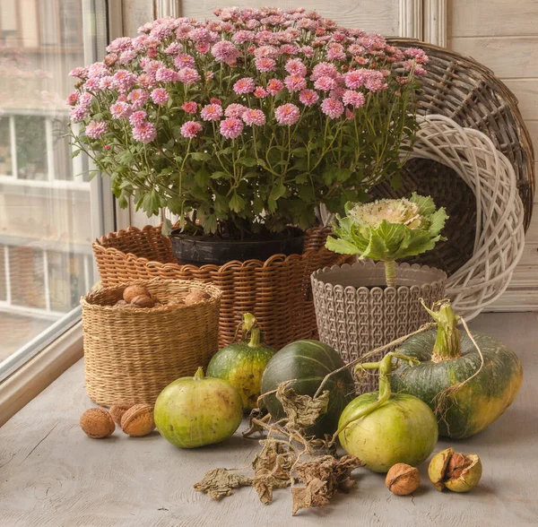 Nuts Pumpkin Decorative Pumpkin Background Bushes Chrysanthemums Pots — Stock Photo, Image