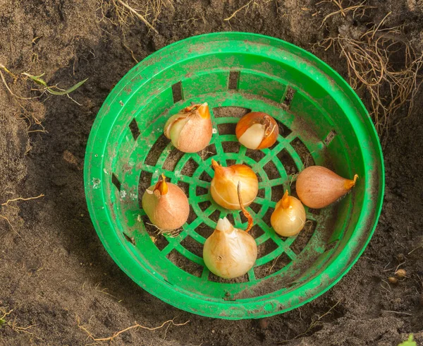 Tulpenzwiebeln Einem Runden Grünen Plastikkorb Zum Pflanzen Von Zwiebeln Blumenbeet — Stockfoto