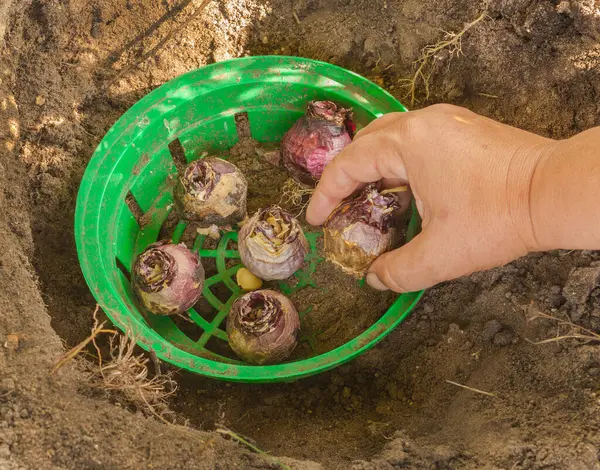 Weibliche Hände Pflanzen Hyazinthenzwiebeln Einen Korb Zwiebeln Auf Ein Beet — Stockfoto