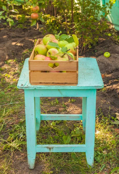 Elmalar Bahçede Bir Kutunun Içinde Toplanıyor — Stok fotoğraf