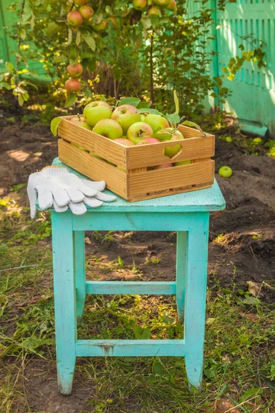 Las Manzanas Cosechan Una Caja Taburete Jardín — Foto de Stock