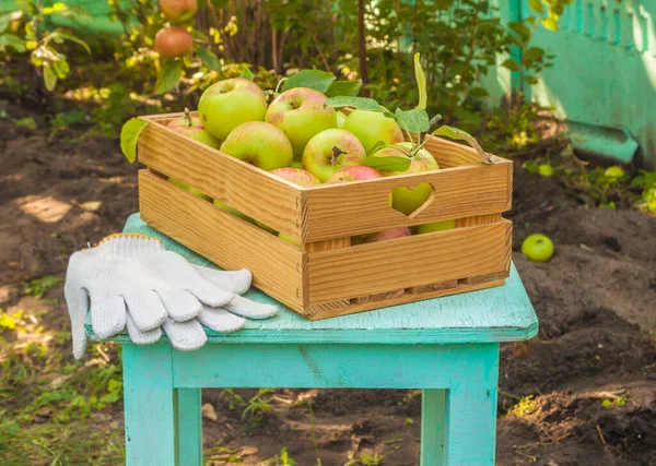 Elmalar Bahçede Bir Kutunun Içinde Toplanıyor — Stok fotoğraf